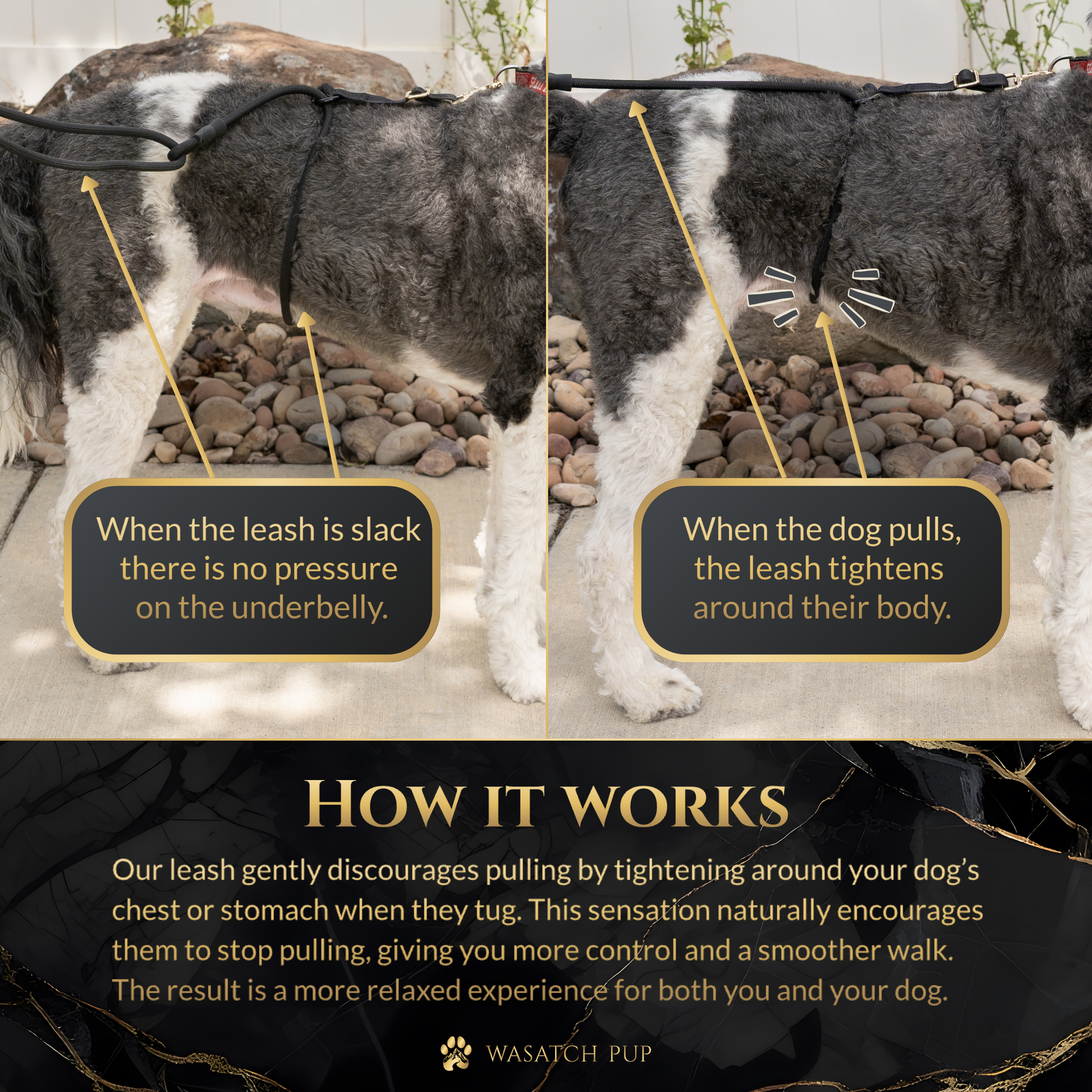 Calm Command no-pull leash with wrap-around design for safe, hands-free dog walking