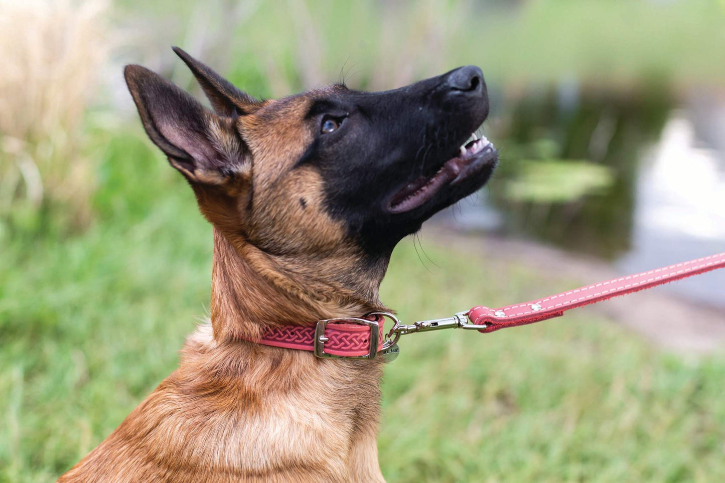 Celtic Style Leather Dog Collar – Unique Fire & Water Design for Dogs