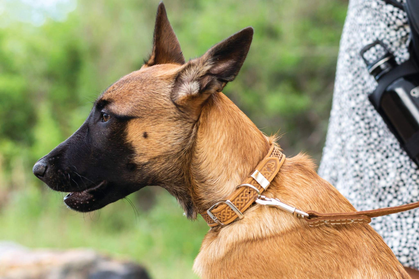 Celtic Style Leather Dog Collar – Unique Fire & Water Design for Dogs