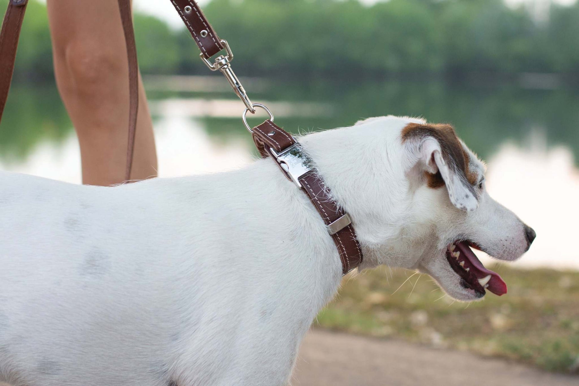 Pro Line Hunting Chocolate Leather Leash - Amer & Euro Craftsmanship
