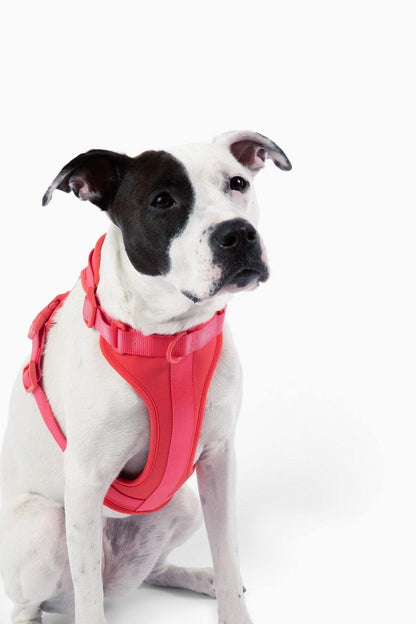 Comfortable stretchy and classic red dog harness on black and white dog sitting against white background