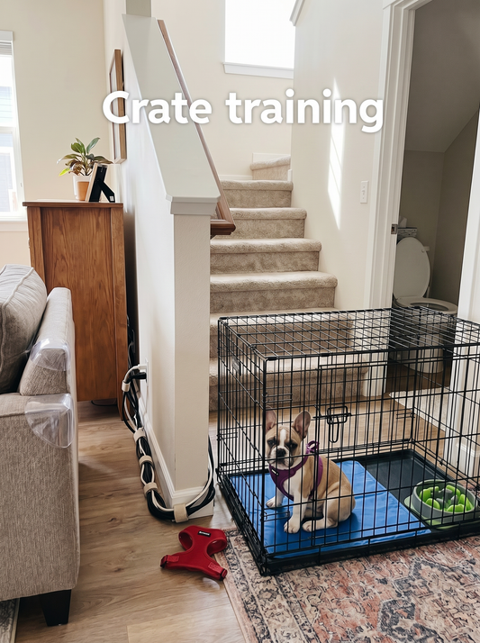 PACT Mini-Guide 1 cover featuring French Bulldog puppy essentials for first-year care and training