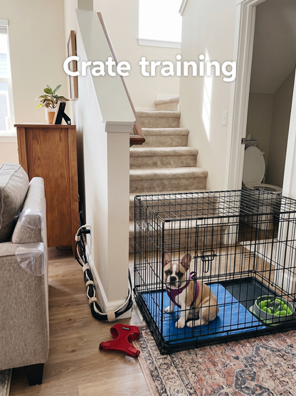 PACT Mini-Guide 1 cover featuring French Bulldog puppy essentials for first-year care and training
