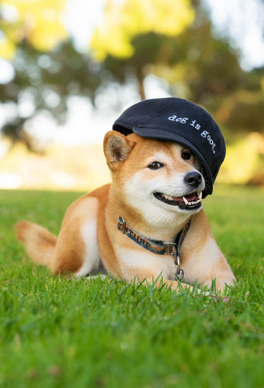 Shiba Inu dog wearing Dog is Good Signature Black Hat on grass outdoors