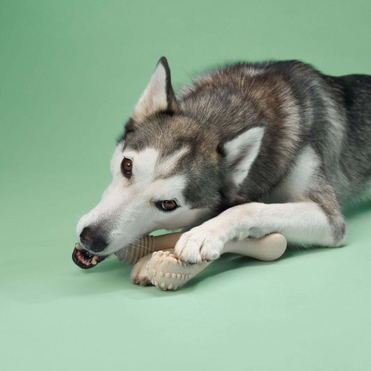 Siberian Husky chewing on BetterBone MEDIUM natural, eco-friendly dog chew toy on green background