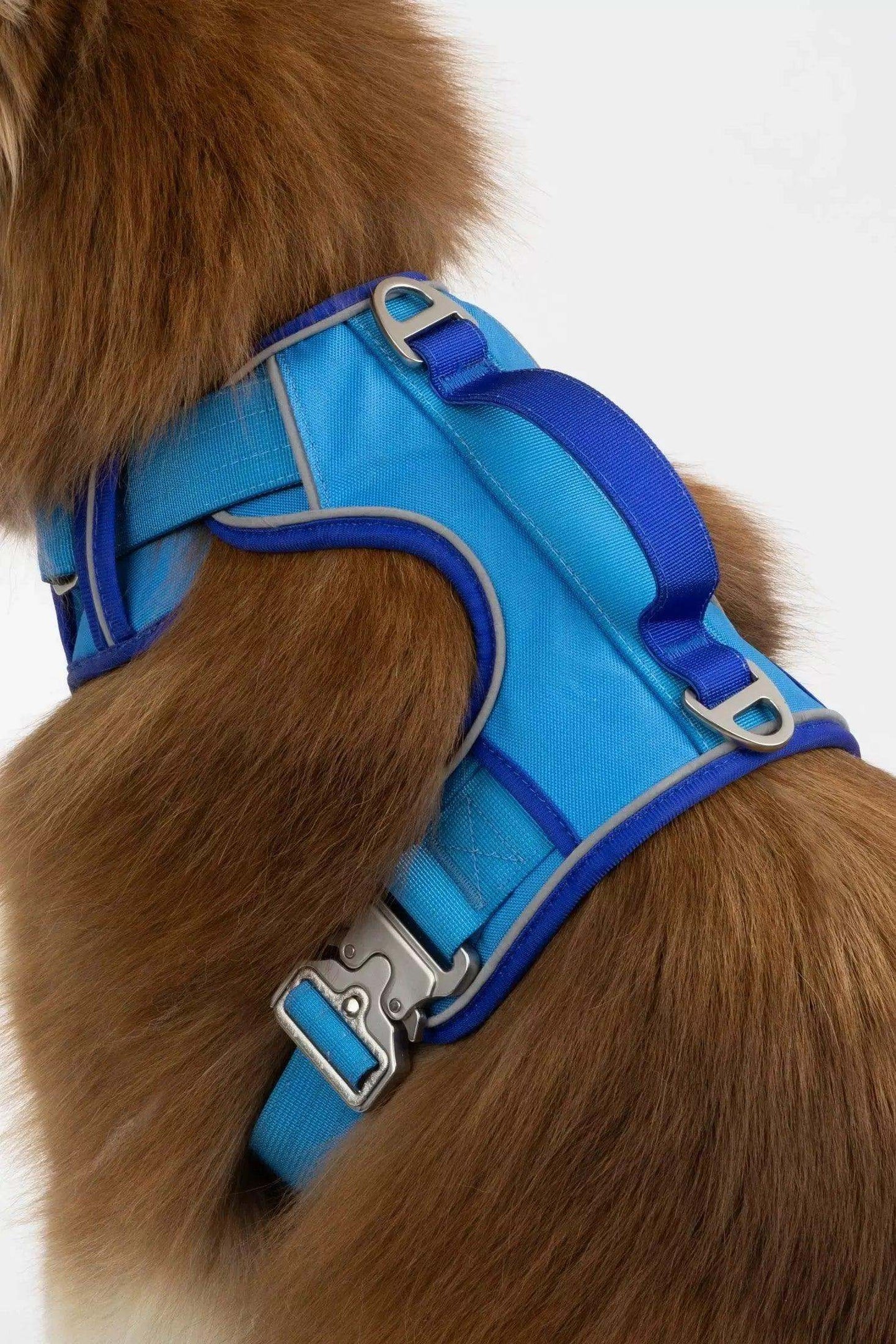 Dockside Adventures Ultimate Harness in blue with padded comfort and sturdy metal hardware on a brown dog