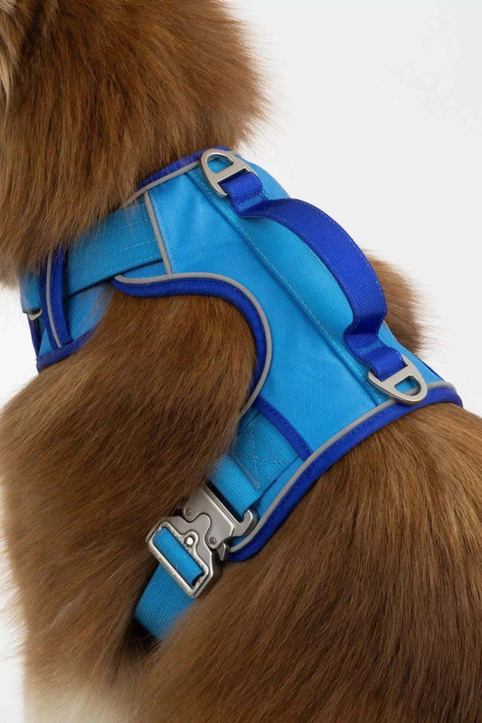 Dockside Adventures Ultimate Harness in blue with padded comfort and sturdy metal hardware on a brown dog