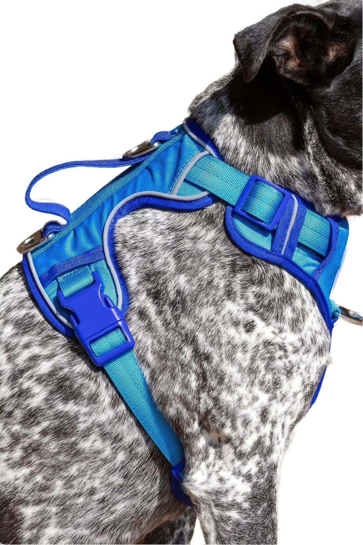 Dog wearing blue Dockside Adventures Ultimate Harness with padded straps and metal clips
