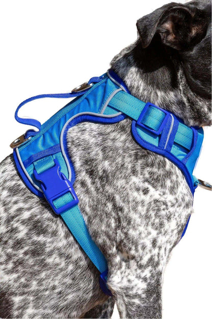 Dog wearing blue Dockside Adventures Ultimate Harness with padded straps and metal clips