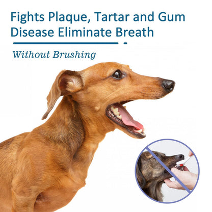 Dog with open mouth showing clean teeth using pet oral cleaning spray for tartar and bad breath removal