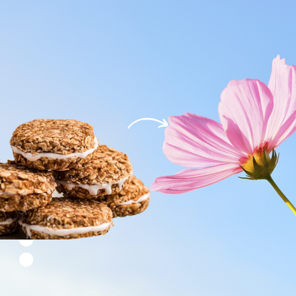 Oatmeal Organic Cream Pie Dog Treats gluten-free soft-baked snacks made with organic oats, almond flour, applesauce, honey, and cinnamon for sensitive dogs
