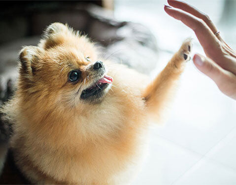 Follow-Up Session (Zen Dog Training - 60 Minutes)