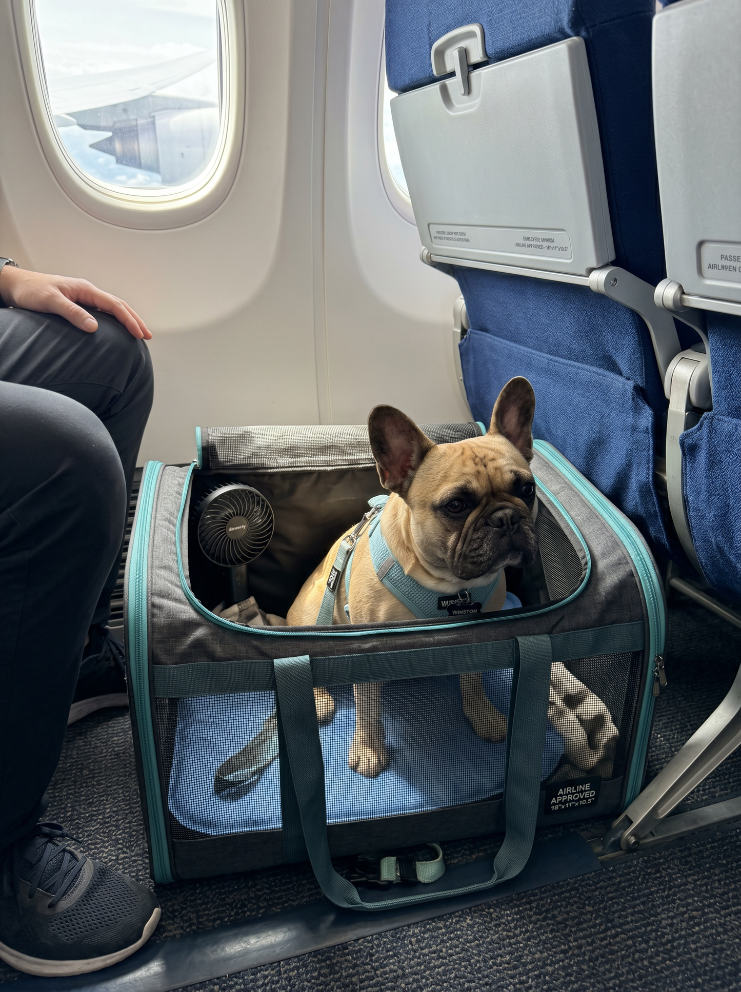 MINI-GUIDE 5  —  French Bulldog Travel & Seasonal Safety 2025 Edition | Instant Digital Download