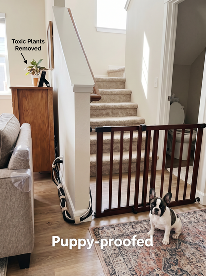 Cover of the French Bulldog Puppy handbook 2025 edition showing a French Bulldog puppy and puppy care guide details