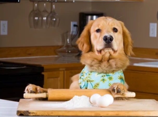 Golden retriever dog in kitchen with rolling pin, flour, and eggs preparing Macarons Organic Dog Treats 