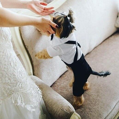 Small dog wearing stylish pet suit with bow tie in black and white tuxedo design on sofa.