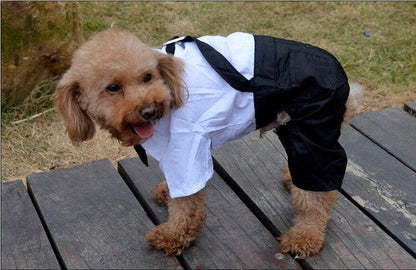 Small dog wearing a stylish black and white pet suit with bow tie on wooden deck outdoors