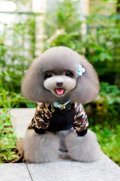 Small dog wearing FBI camouflage coat jumpsuit pants outdoors sitting on stone surface