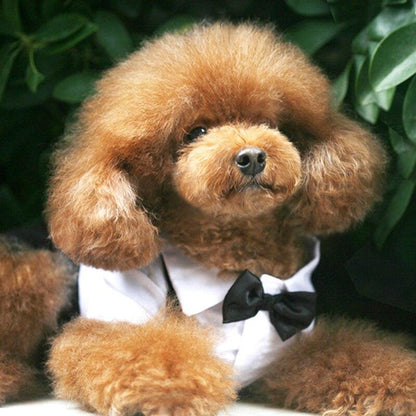 Small brown poodle dog wearing a white pet suit with black bow tie outdoors with green leaves background