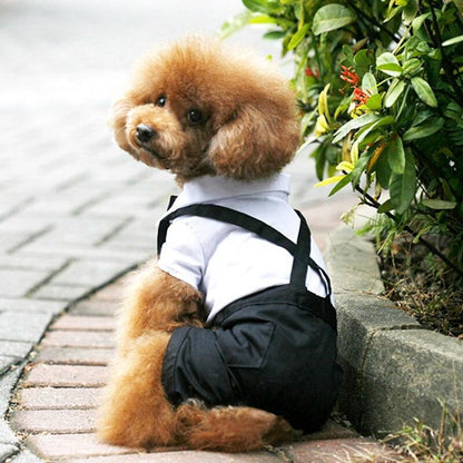 Small brown poodle wearing a black and white pet suit with bow tie sitting on pavement near plants