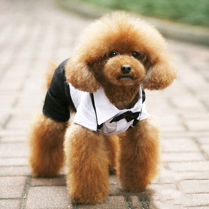 Small dog wearing a stylish black and white pet suit with bow tie outdoors