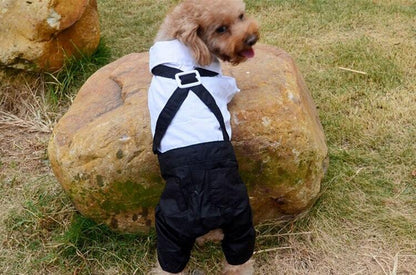 Small dog wearing stylish black and white pet suit with bow tie outdoors on grass near rocks