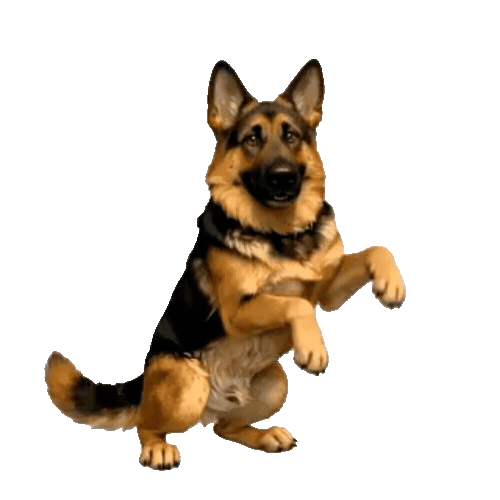 Animated German Shepherd Sticker Pack — 10 GIF Stickers | Instant Digital Download