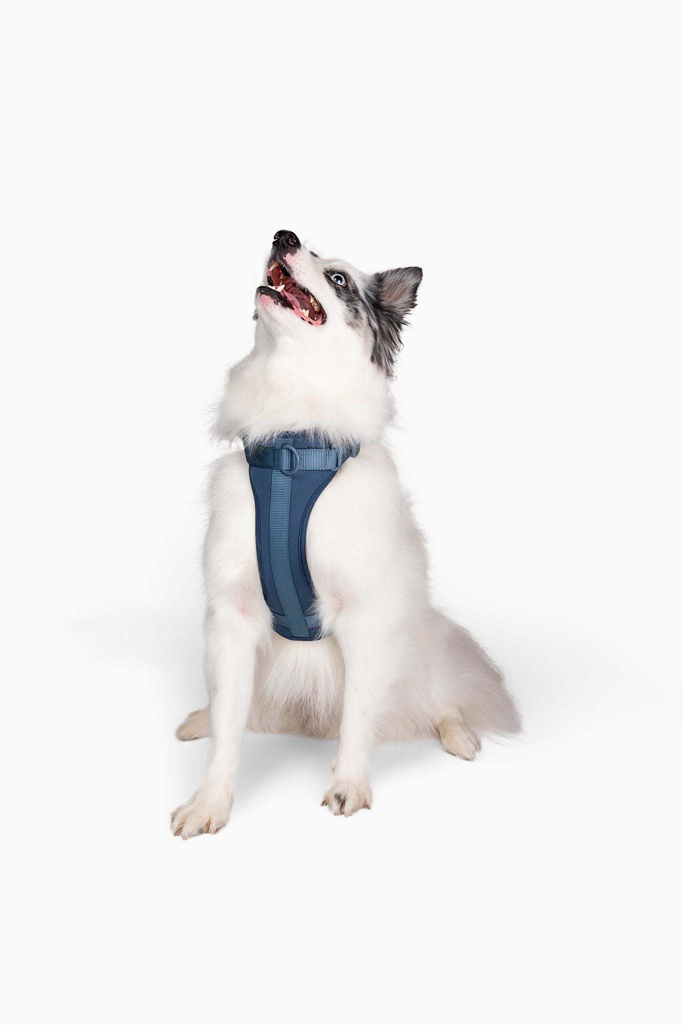Comfortable stretchy and classic blue dog harness on white dog sitting on white background