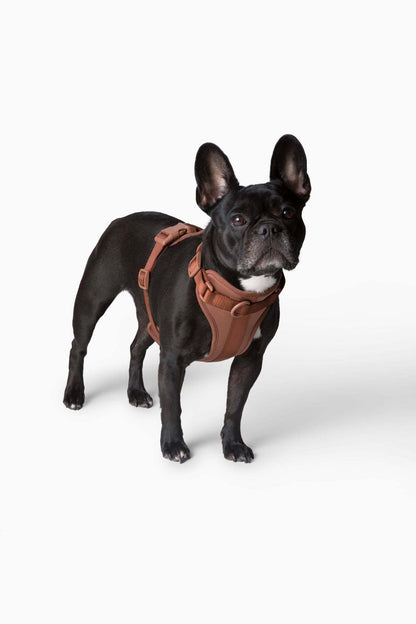 Black French Bulldog wearing a comfortable, stretchy, and classic brown dog harness with adjustable straps and quick release buckle.
