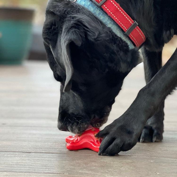 Starfish Nylon Dog Chew Toy | Aggressive Chewers | USA Made | SodaPup