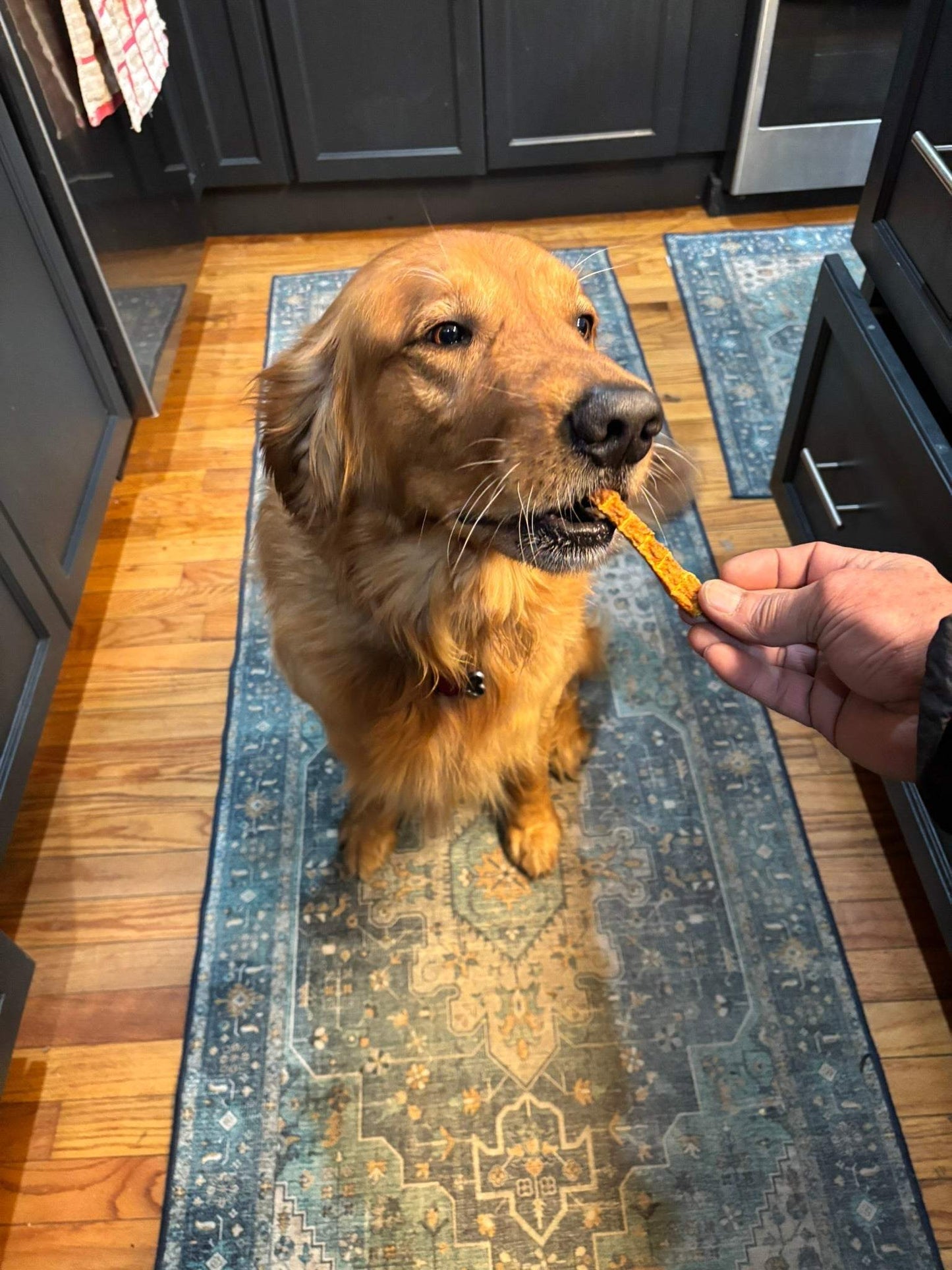 Turkey and Pumpkin Jerky for Dogs | Organic, 2-Ingredient Treats in NJ
