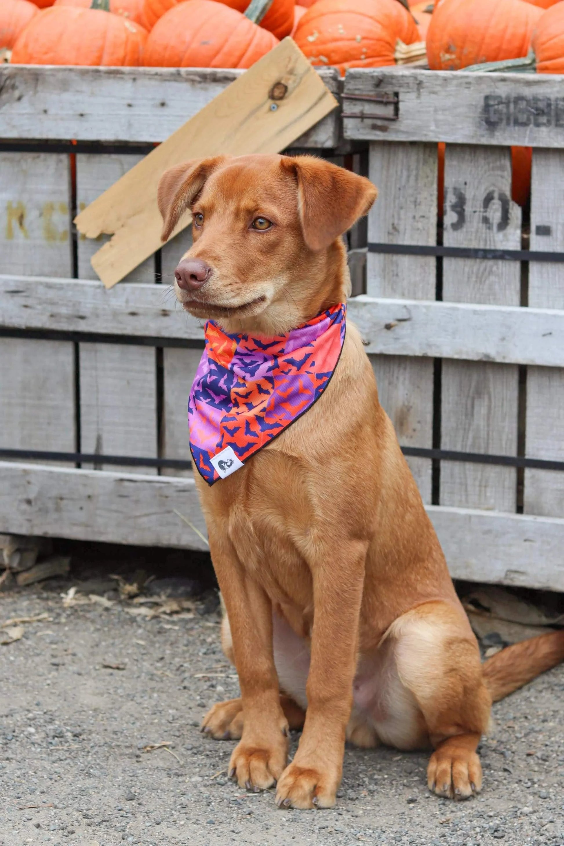 Dog wearing Spooky Bat Squares Halloween bandana with bat and checkered pattern in purple and orange