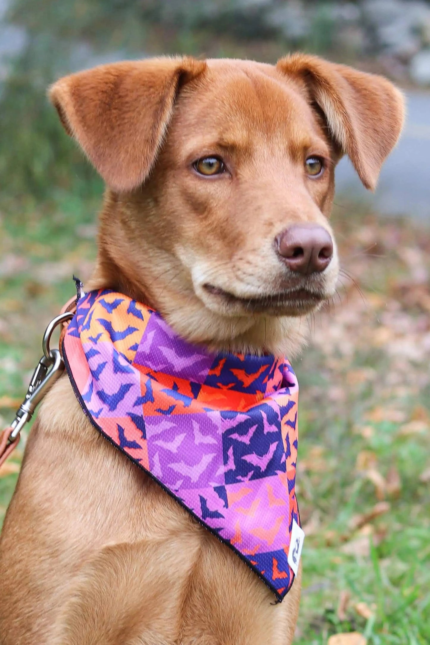 Dog wearing Spooky Bat Squares bandana with purple, orange, and black bat pattern for Halloween