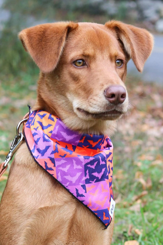 Dog wearing spooky bat squares Halloween bandana with purple, orange, and black checkered pattern