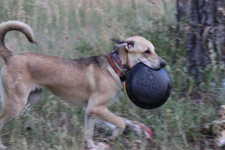 Dog carrying a black Magnum Bottle Top Flyer durable rubber frisbee in its mouth outdoors