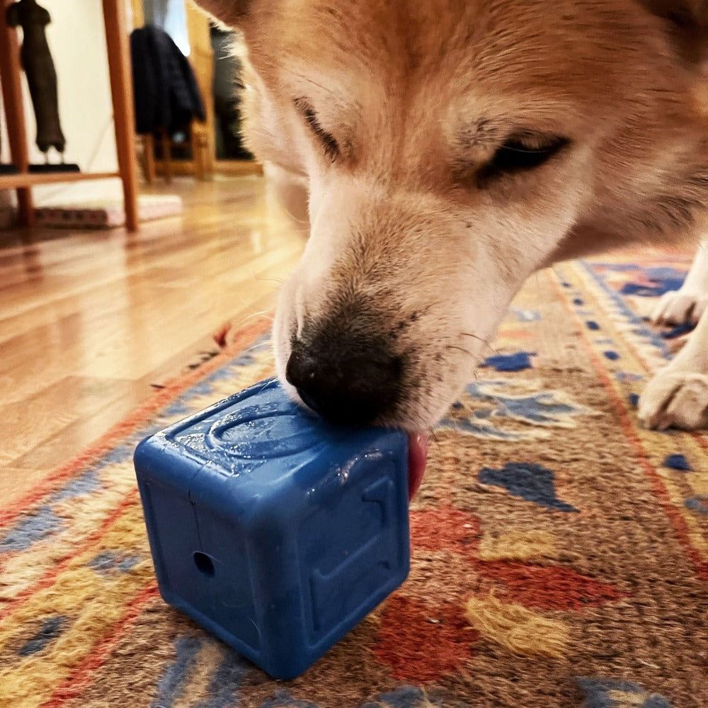 Dog chewing on a blue Love Cube eDispenser durable rubber chew toy and treat dispenser on a colorful rug indoors
