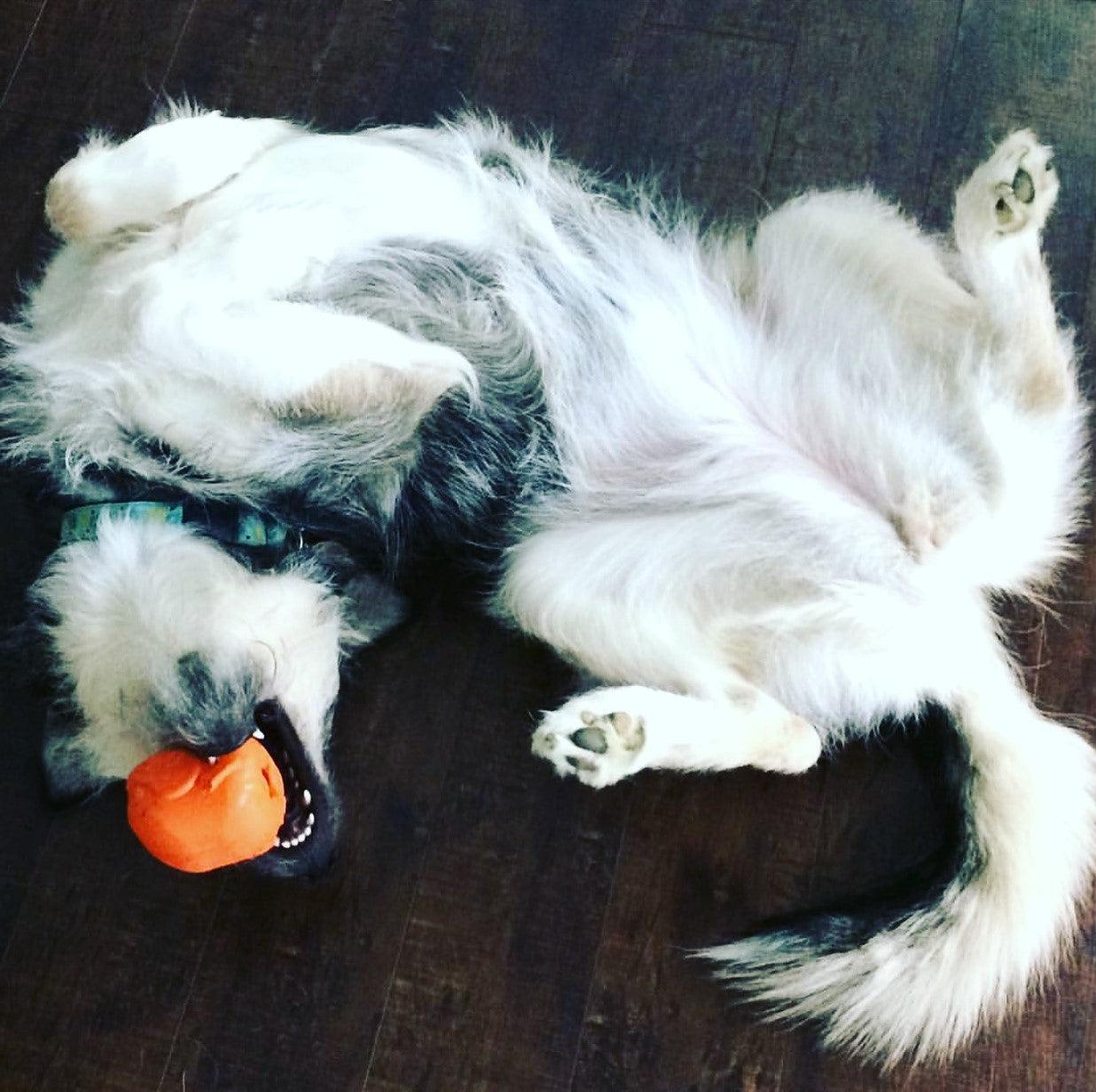 Roasted Turkey Toy: Durable Rubber Treat Dispenser & Chew Toy for Dogs