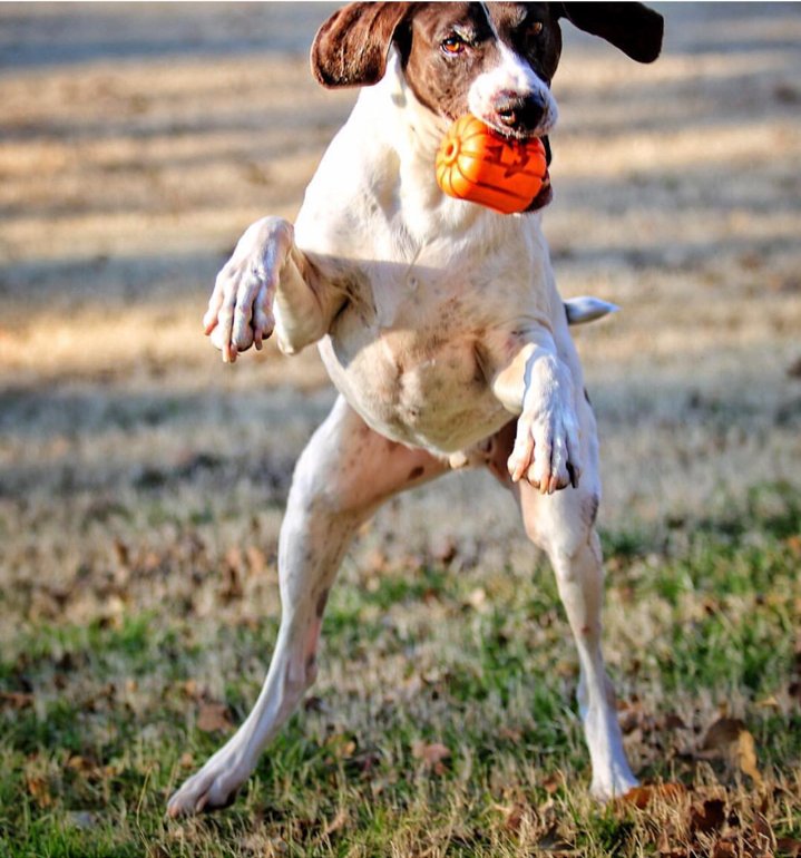 Durable Rubber Chew Toy & Treat Dispenser - Jack O' Lantern eDispener