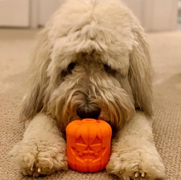 Durable Rubber Chew Toy & Treat Dispenser - Jack O' Lantern eDispener
