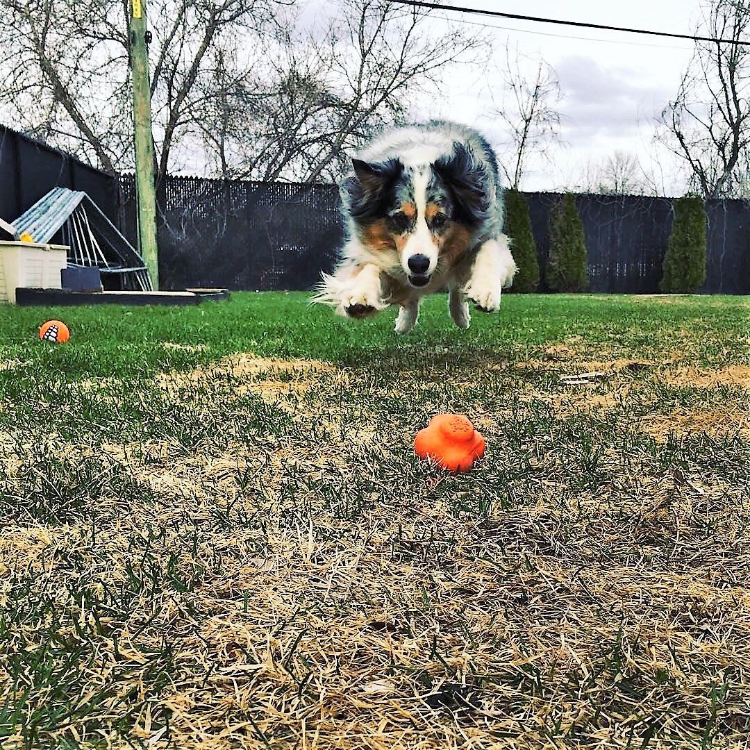 Dog jumping to catch orange Crazy Bounce Ultra Durable Rubber Chew toy on grass outdoors