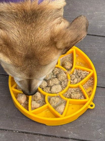 Dog eating from yellow Sunflower eTray shallow slow feeder bowl with raised petal design for slow feeding and enrichment