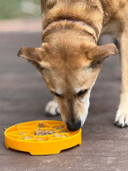 Dog eating from yellow Sunflower eTray shallow slow feeder bowl with sunflower petal design