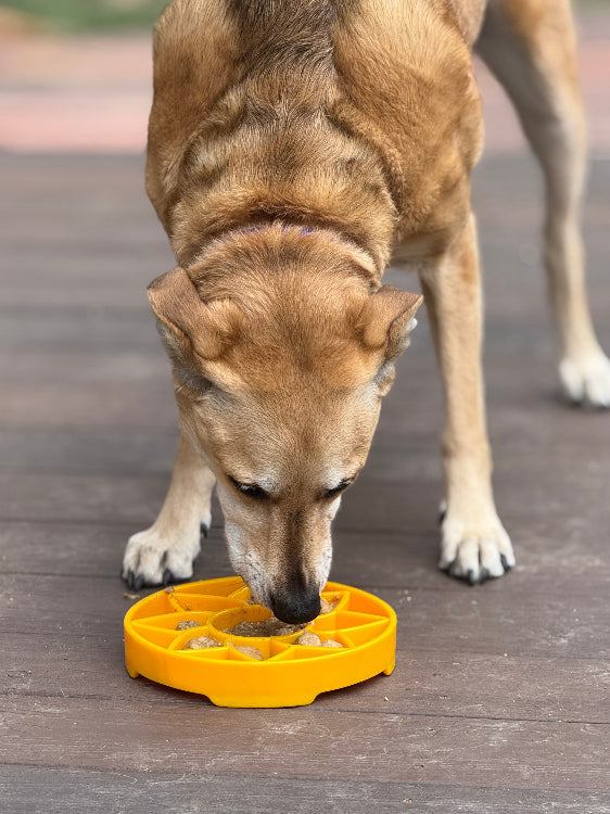 Dog eating from yellow Sunflower eTray shallow slow feeder bowl for enrichment