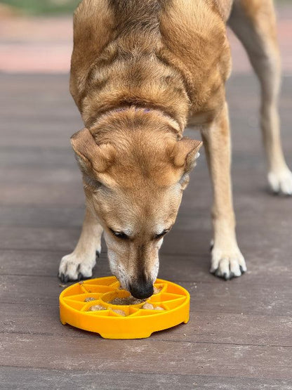 Dog eating from yellow Sunflower eTray shallow slow feeder bowl for enrichment