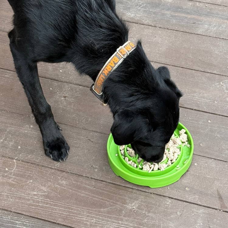 Black dog eating from green Garden Design eTray shallow slow feeder dog bowl on wooden floor