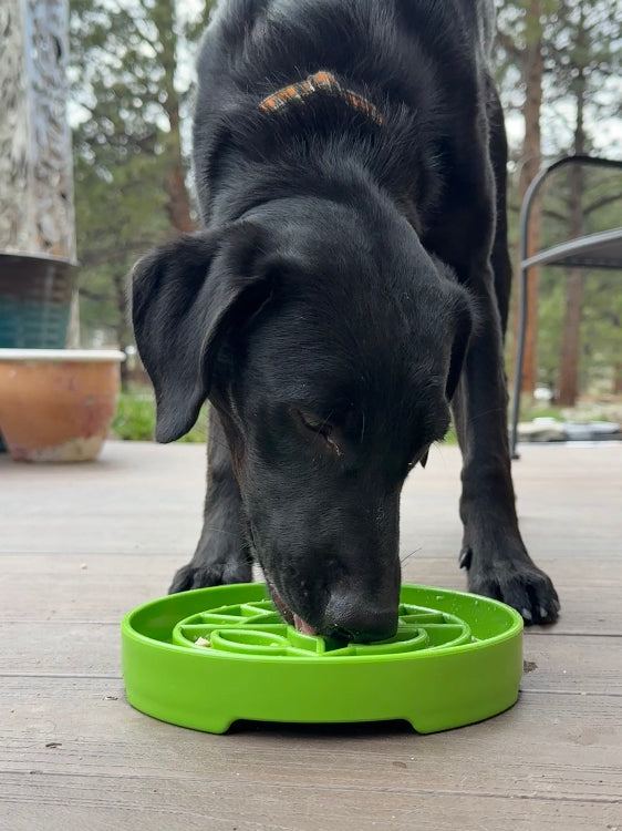 Black dog eating from green shallow slow feeder dog bowl with garden design eTray pattern on wooden patio