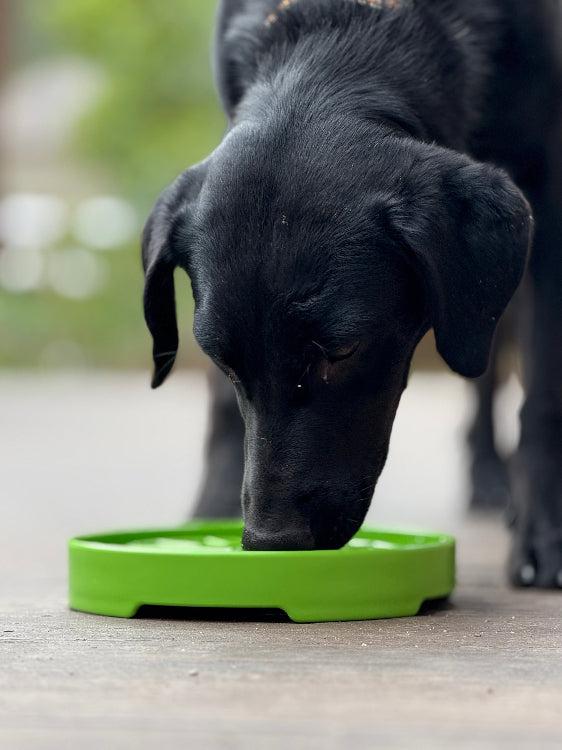 Black dog eating from green Garden Design eTray shallow slow feeder dog bowl.