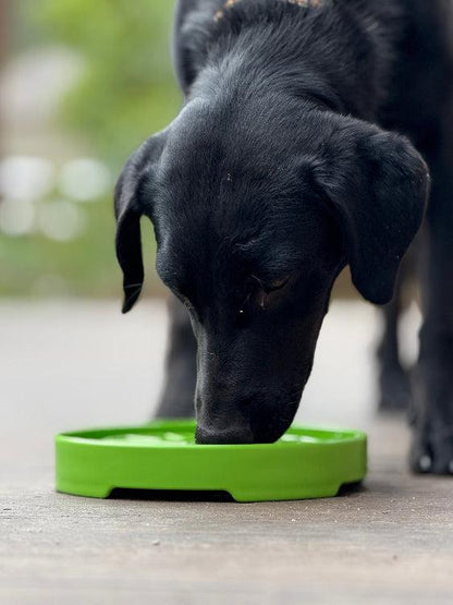 Black dog eating from green Garden Design eTray shallow slow feeder dog bowl.