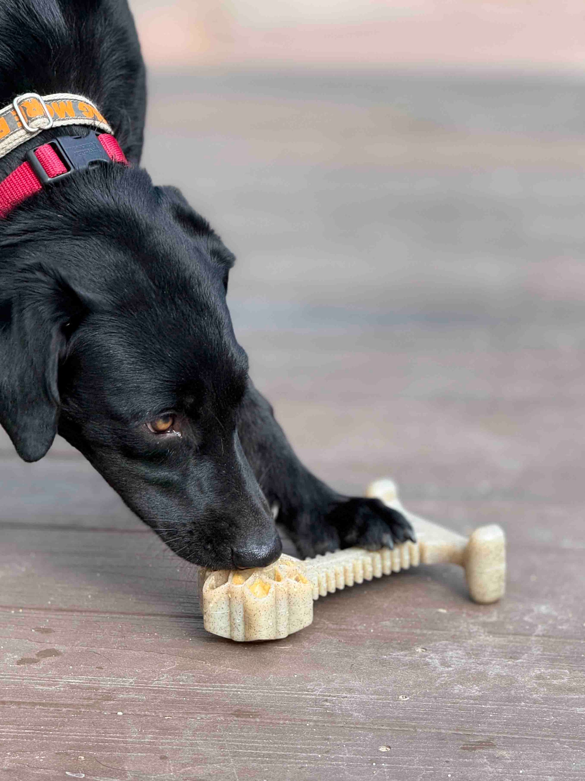 Black dog chewing Honey Bone Dental Flower Tower indestructible nylon chew toy on wooden floor