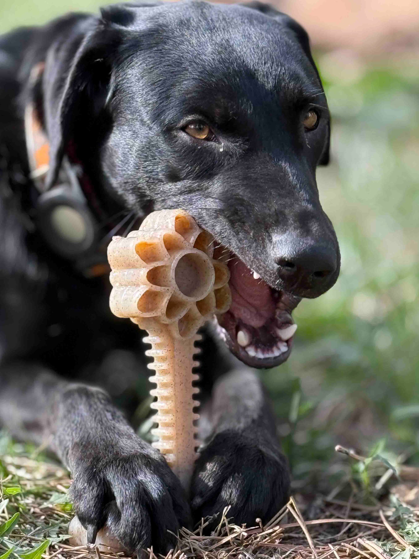 Black dog chewing Honey Bone Dental Flower Tower nylon chew toy outdoors
